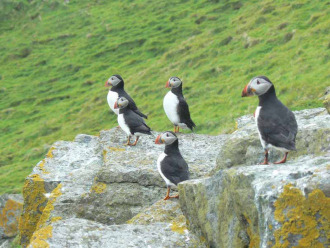 Puffins on the Shiants